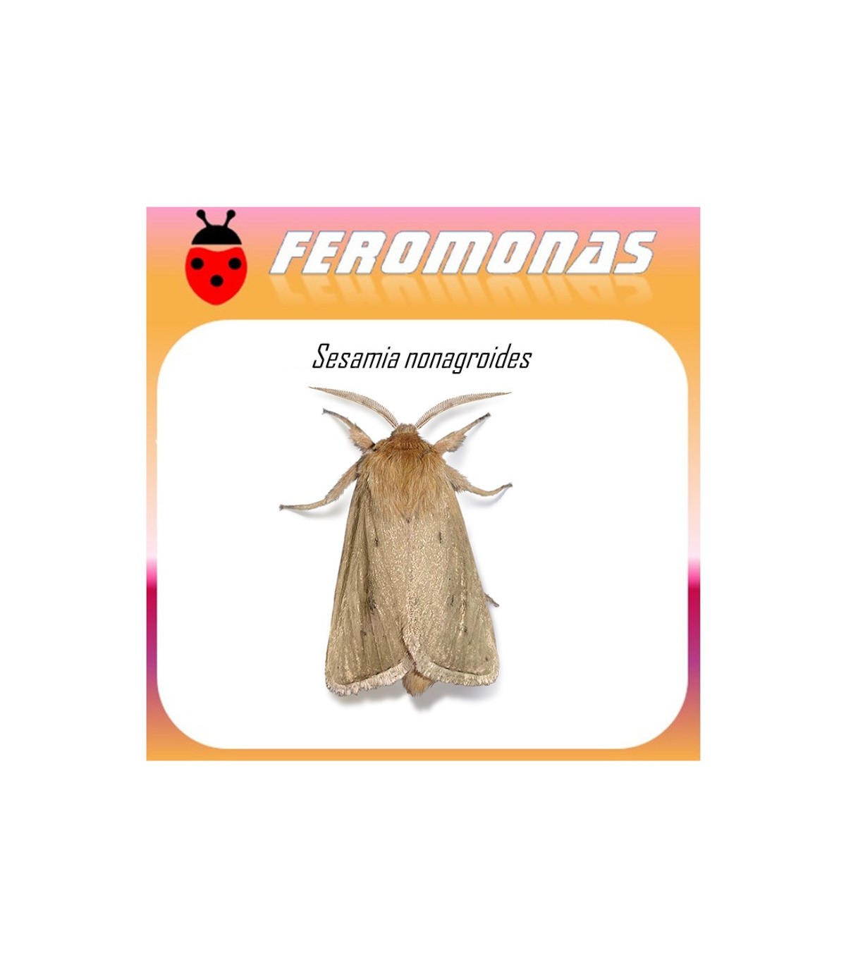 SESAMIA NONAGROIDES feromona taladro maiz 40 dias