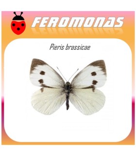 PIERIS BRASSICAE feromona oruga de la col 40 dias