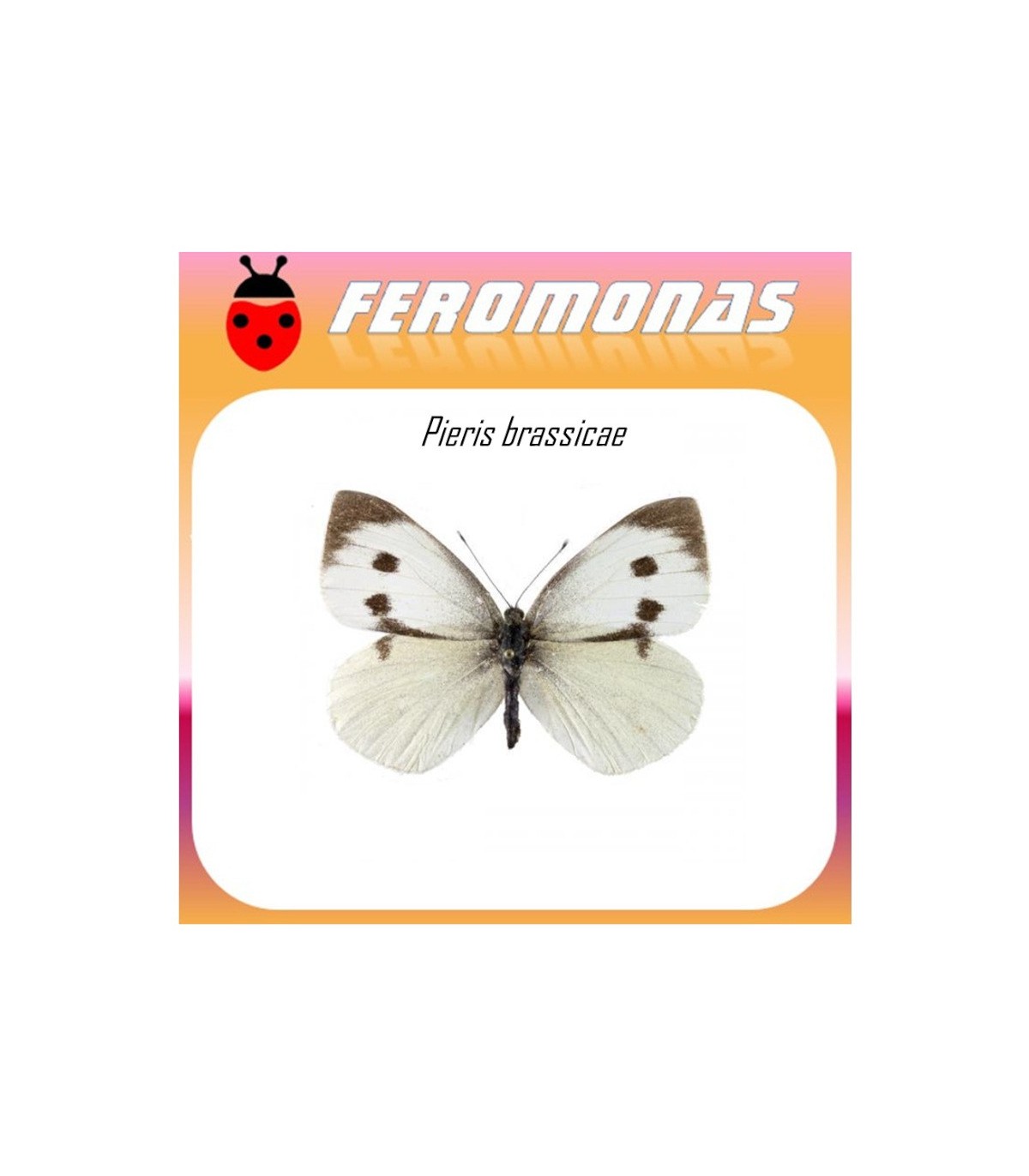 PIERIS BRASSICAE feromona oruga de la col 40 dias