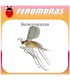 DASINEURA OXYCOCCANA feromona Agrobio