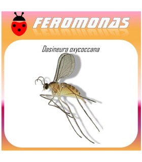DASINEURA OXYCOCCANA feromona Agrobio