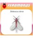 DELOTOCCOCUS ABERIAE cotonet de sudáfrica feromona Agrobio