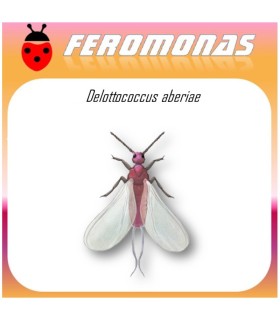 DELOTOCCOCUS ABERIAE cotonet de sudáfrica feromona Agrobio