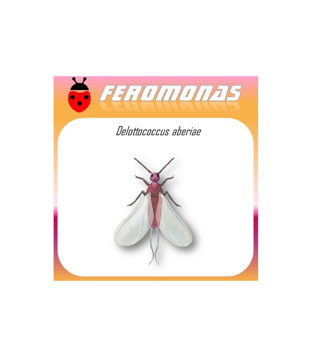 DELOTOCCOCUS ABERIAE cotonet de sudáfrica feromona Agrobio
