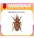 RHYNCHOPHORUS FERRUGINEUS feromona picudo rojo Agrobio 60 dias