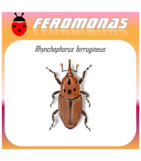 RHYNCHOPHORUS FERRUGINEUS feromona picudo rojo Agrobio 60 dias