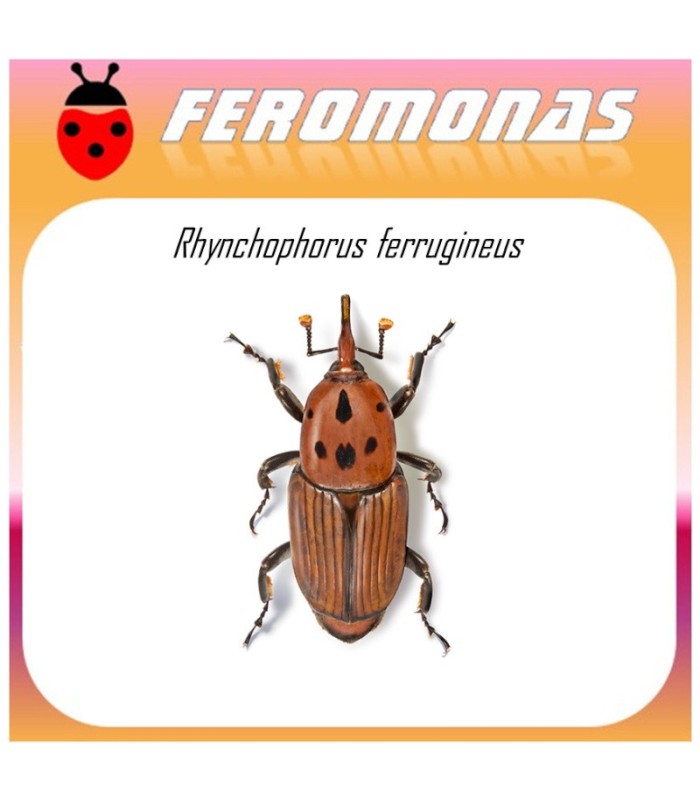 RHYNCHOPHORUS FERRUGINEUS feromona picudo rojo Agrobio 60 dias