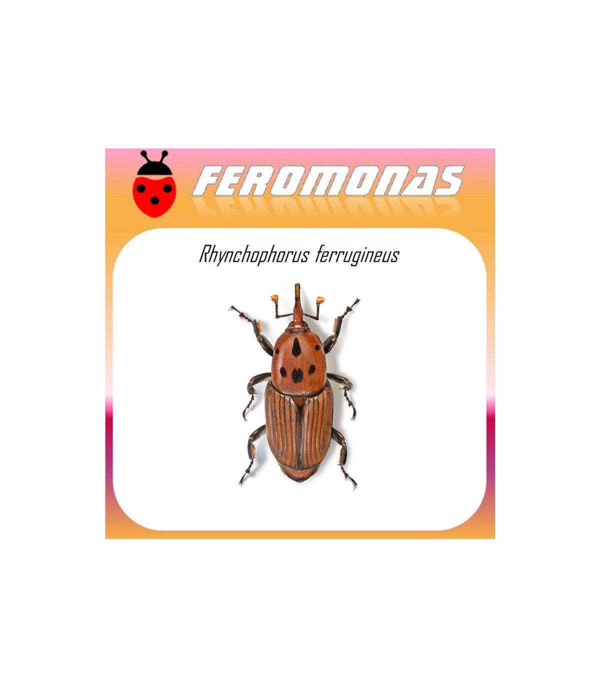 RHYNCHOPHORUS FERRUGINEUS feromona picudo rojo Agrobio 60 dias