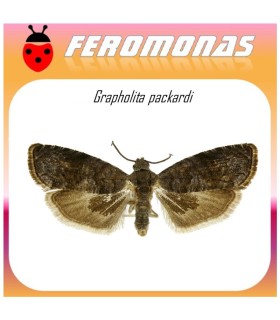 GRAPHOLITA PACKARDI feromona palomilla de las cerezas 40 dias
