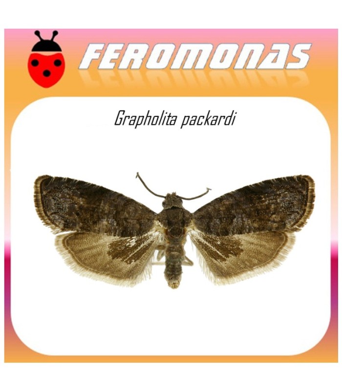 GRAPHOLITA PACKARDI feromona palomilla de las cerezas 40 dias