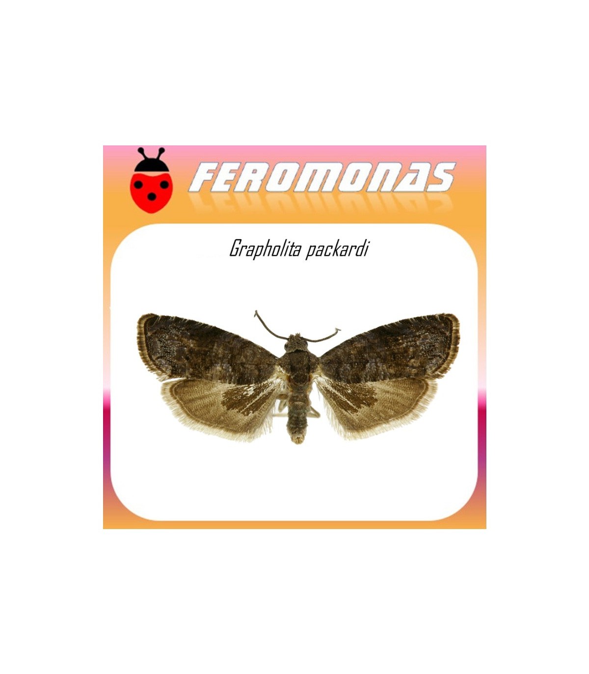 GRAPHOLITA PACKARDI feromona palomilla de las cerezas 40 dias