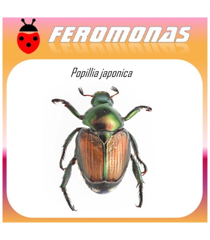 POPILLIA JAPONICA feromona escarabajo japones 45 dias