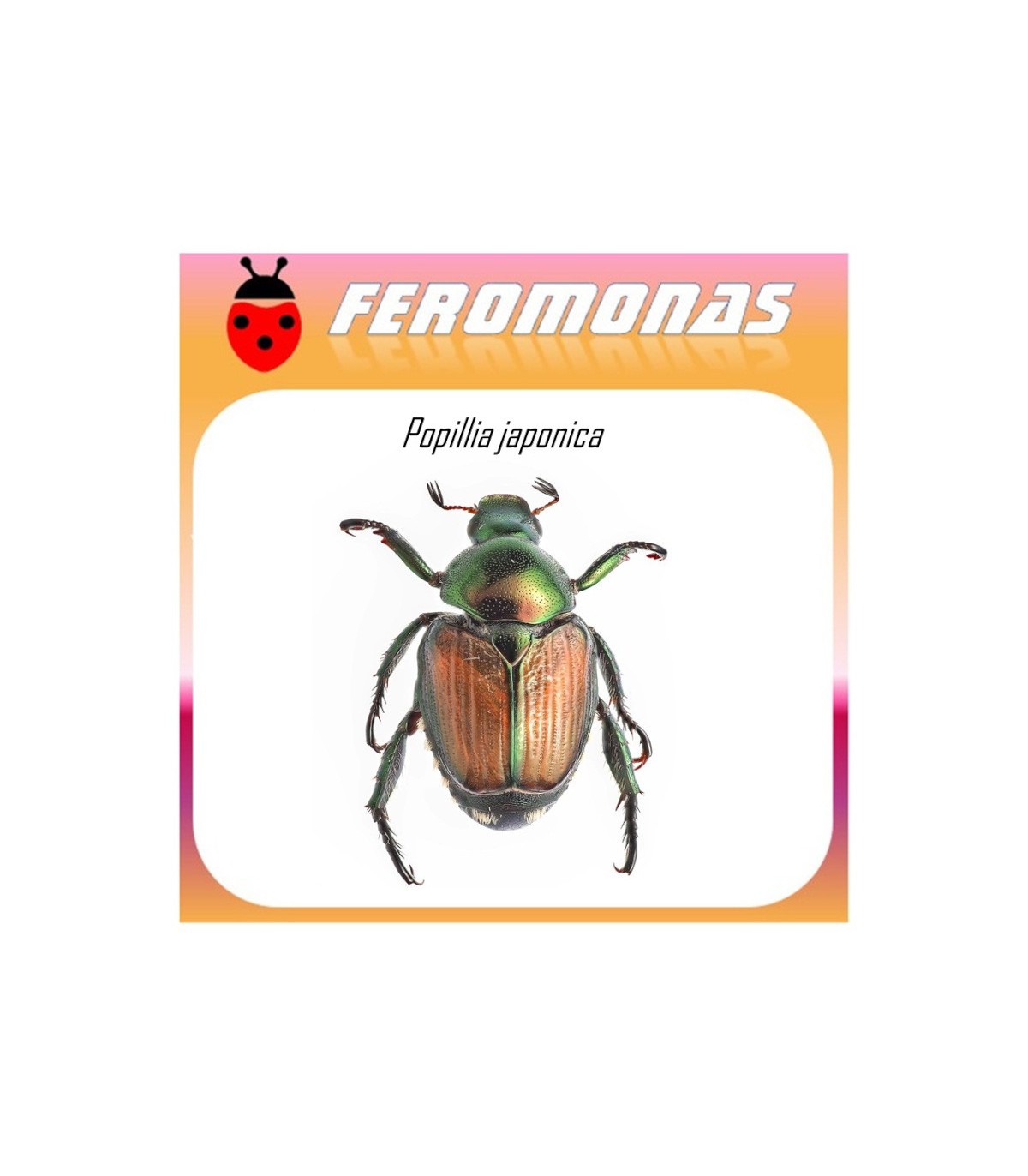 POPILLIA JAPONICA feromona escarabajo japones 45 dias
