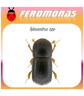 XYLOSANDRUS SPP feromoma 60 dias