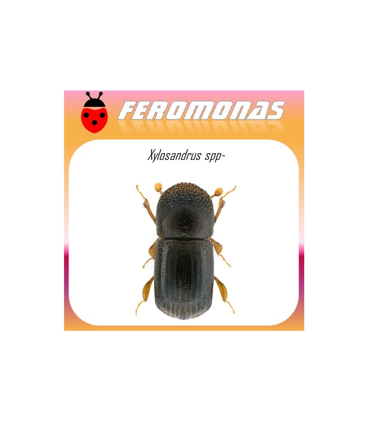 XYLOSANDRUS SPP feromoma 60 dias