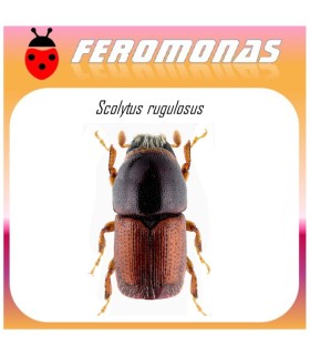 SCOLYTUS RUGULOSUS feromona barrenillo manzano 40 dias
