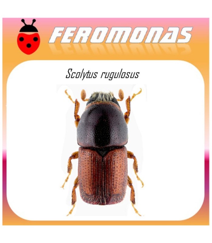 SCOLYTUS RUGULOSUS feromona barrenillo manzano 40 dias