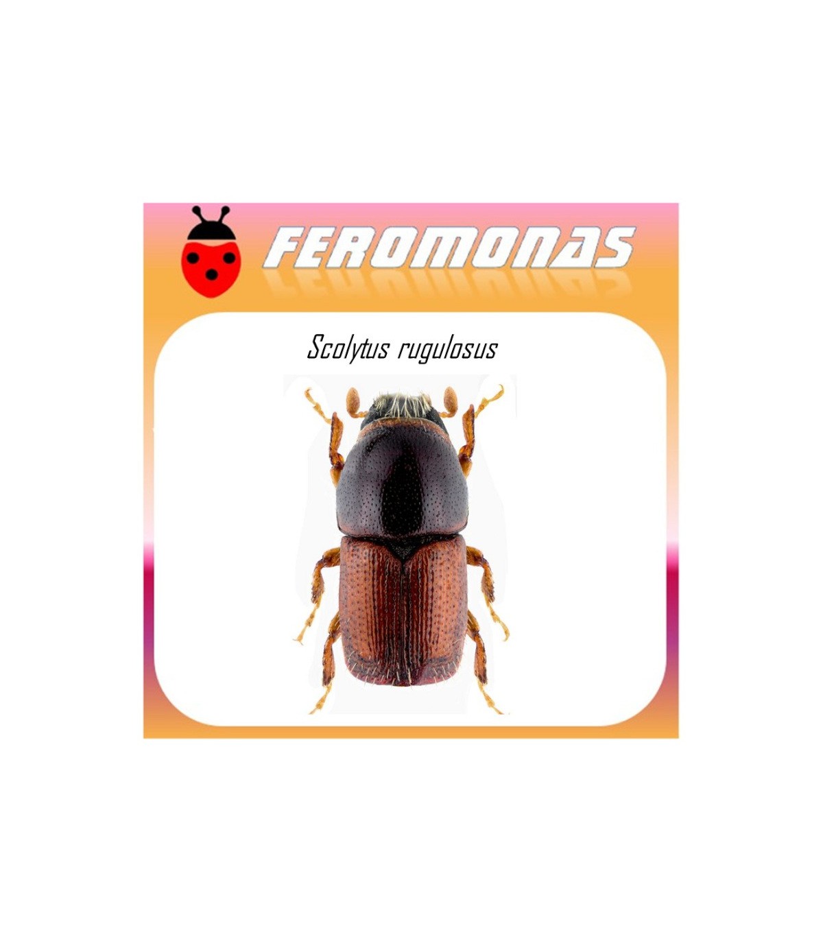 SCOLYTUS RUGULOSUS feromona barrenillo manzano 40 dias