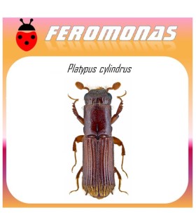 PLATYPUS CYLINDRUS feromona barrenillo alcornoque 60 dias