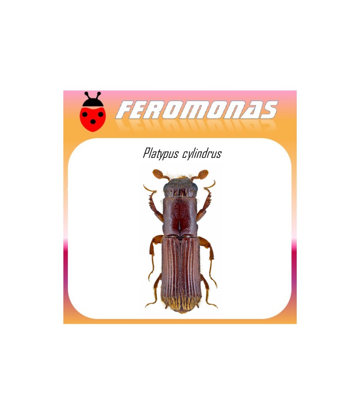 PLATYPUS CYLINDRUS feromona barrenillo alcornoque 60 dias