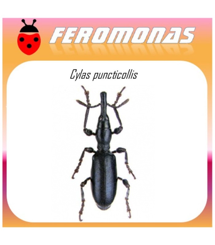 CYLAS PUNCTICOLLIS feromona picudo africano batata 40 dias