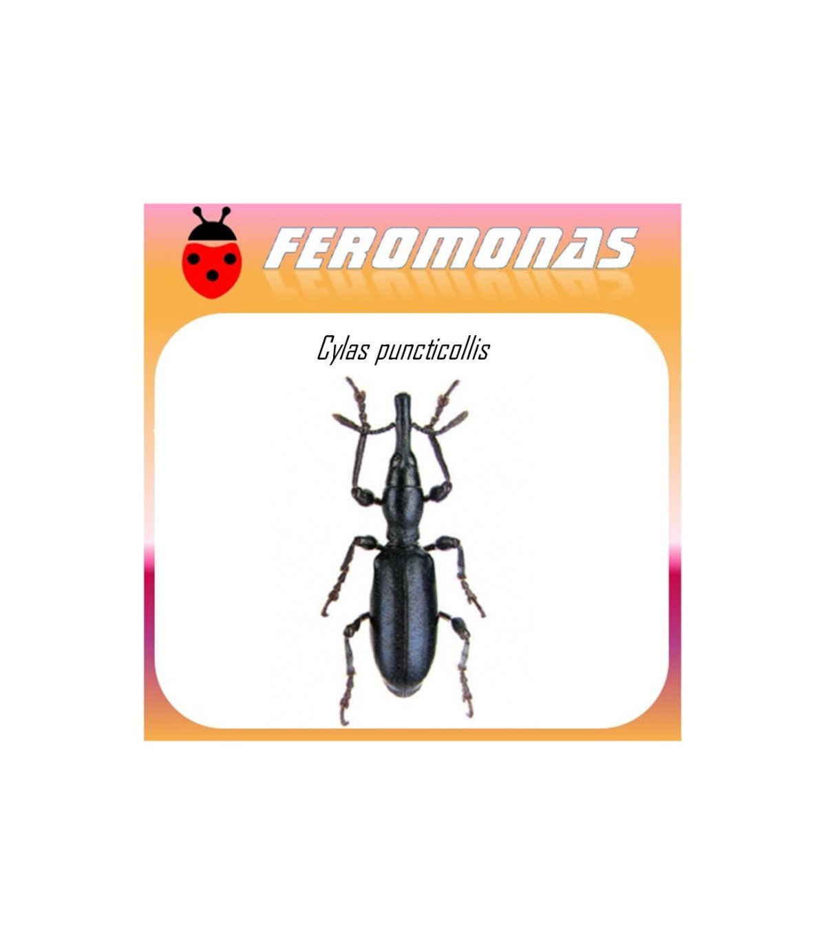 CYLAS PUNCTICOLLIS feromona picudo africano batata 40 dias