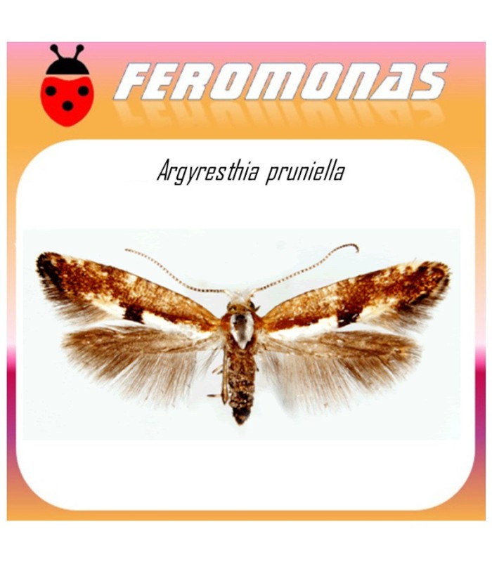 ARGYRESTHIA PRUNIELLA feromona polilla cereza 40 dias