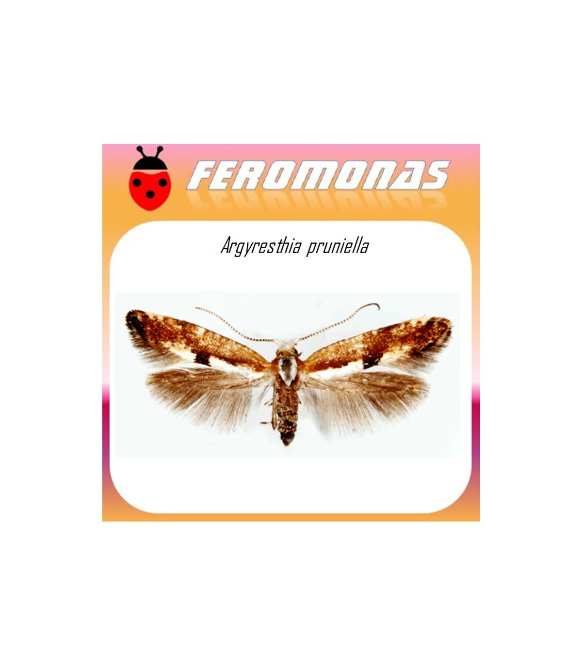 ARGYRESTHIA PRUNIELLA feromona polilla cereza 40 dias