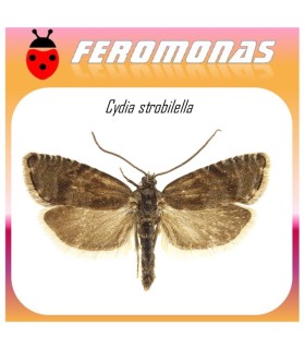 CYDIA STROBILELLA feromona polilla semillas abeto 60 dias