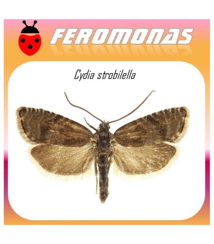CYDIA STROBILELLA feromona polilla semillas abeto 60 dias