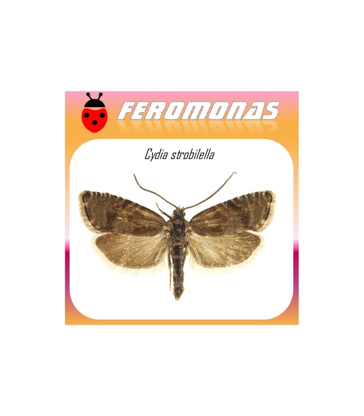 CYDIA STROBILELLA feromona polilla semillas abeto 60 dias