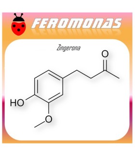 ZINGERONA 90 dias