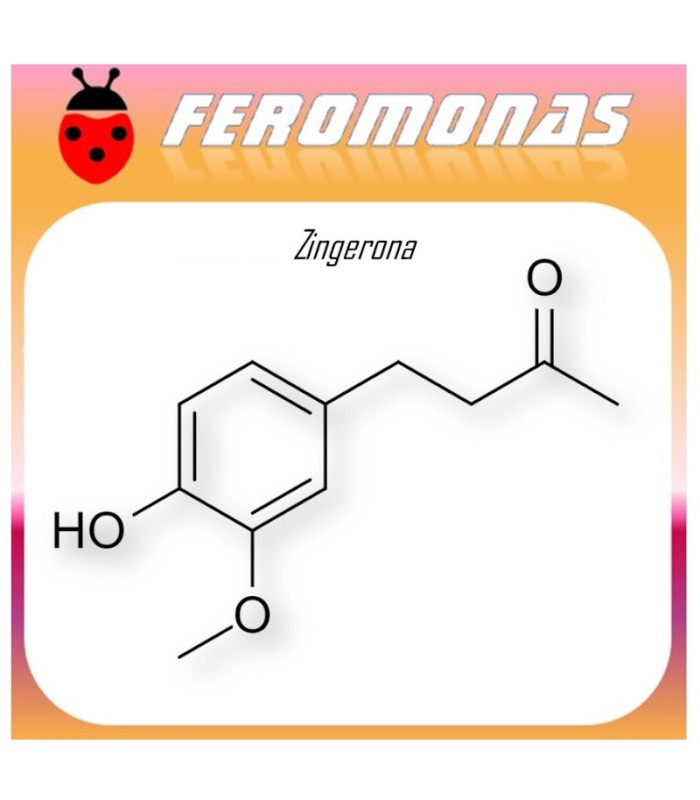 ZINGERONA 90 dias