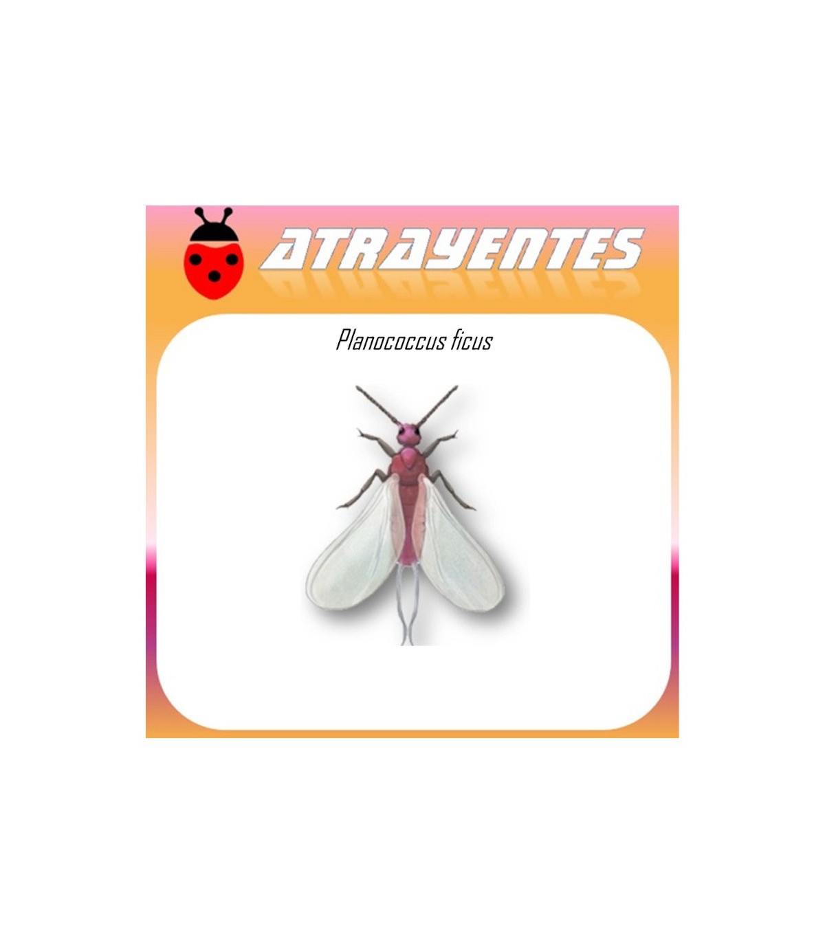 PLANOCOCCUS FICUS feromona cochinilla harinosa de la vid