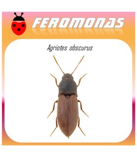 AGRIOTES OBSCURUS feromona de agriote 45 dias