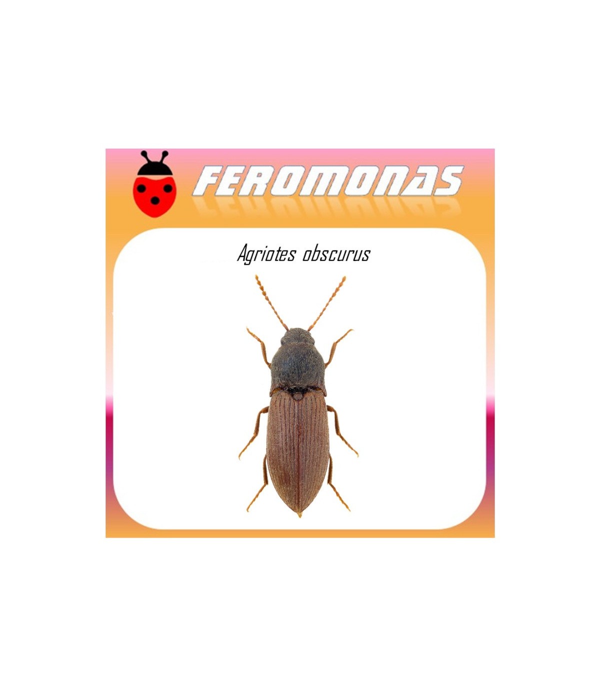 AGRIOTES OBSCURUS feromona de agriote 45 dias