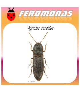 AGRIOTES SORDIDUS feromona gusano de alambre 60 dias