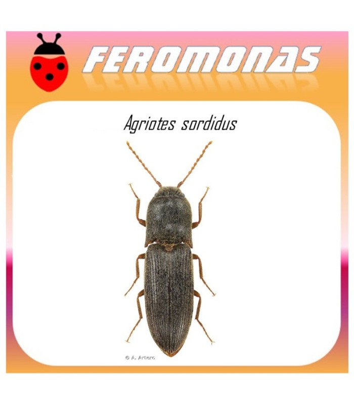 AGRIOTES SORDIDUS feromona gusano de alambre 60 dias