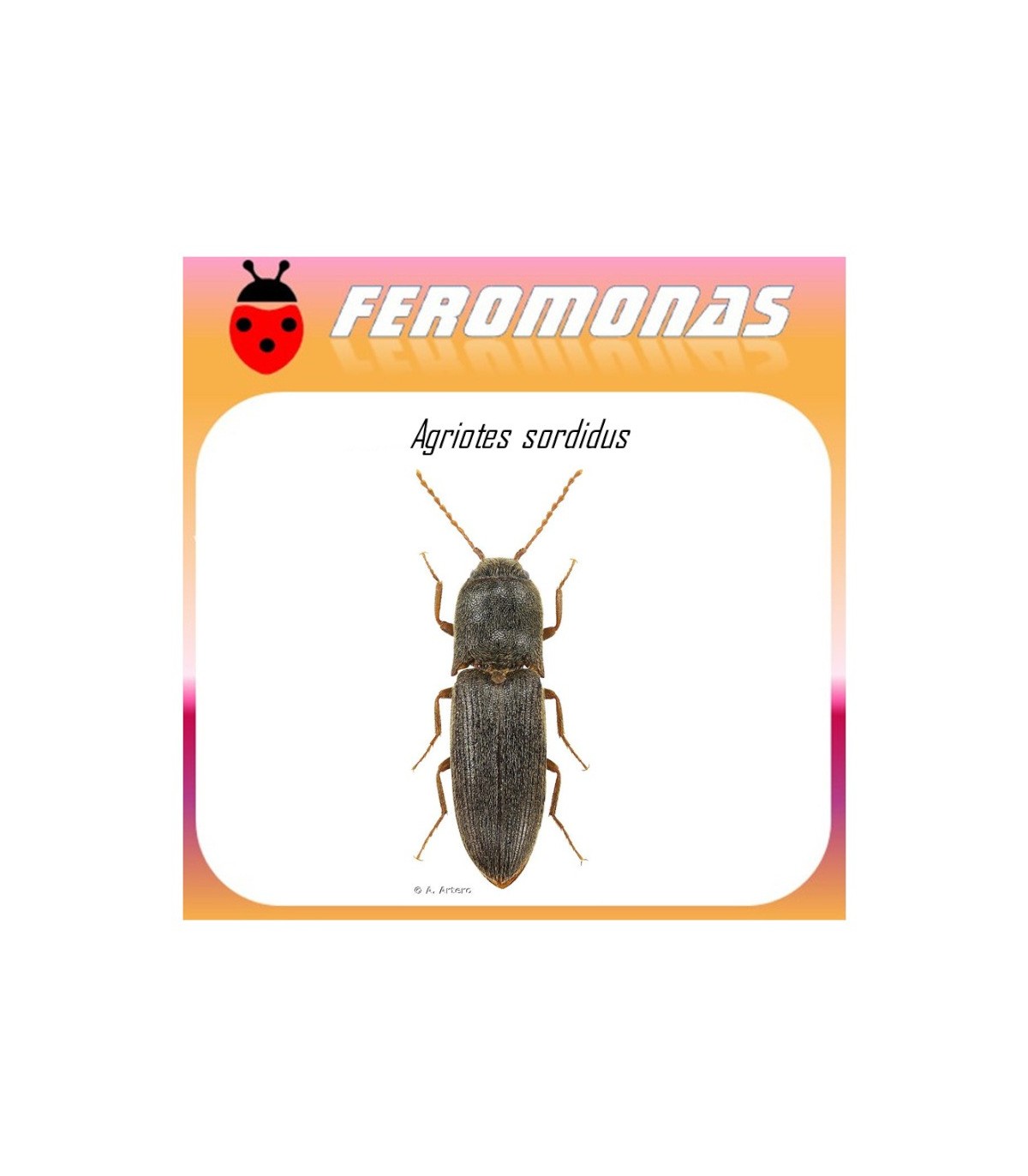AGRIOTES SORDIDUS feromona gusano de alambre 60 dias