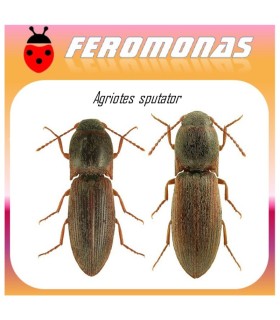 AGRIOTES SPUTATOR feromona gusano de alambre