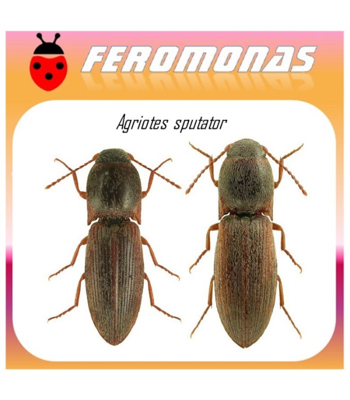 AGRIOTES SPUTATOR feromona gusano de alambre