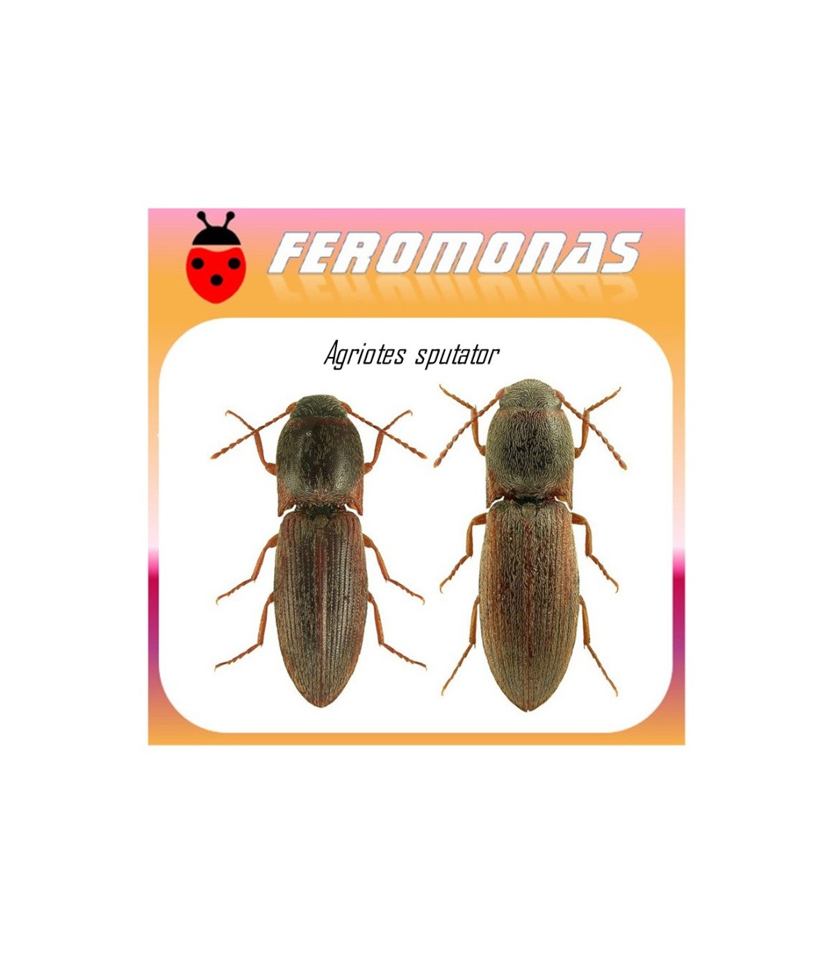 AGRIOTES SPUTATOR feromona gusano de alambre