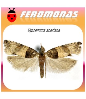 GIPSONOMA ACERIANA feromona tortricido del chopo
