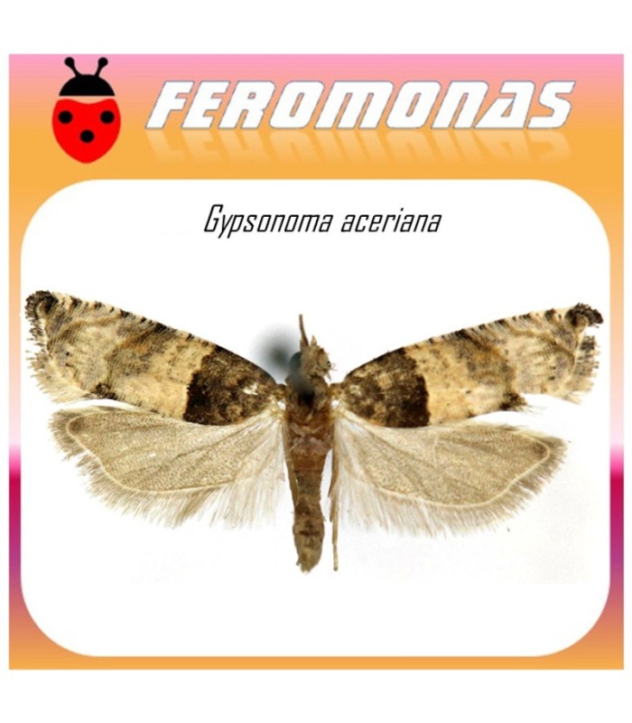 GIPSONOMA ACERIANA feromona tortricido del chopo