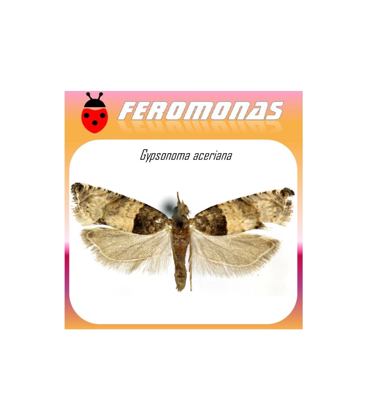 GIPSONOMA ACERIANA feromona tortricido del chopo