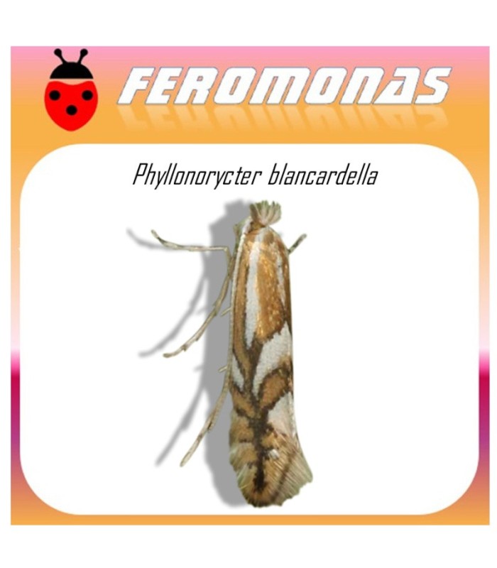 PHYLLONORYCTER BLANCARDELLA feromona minador de la hoja del manzano