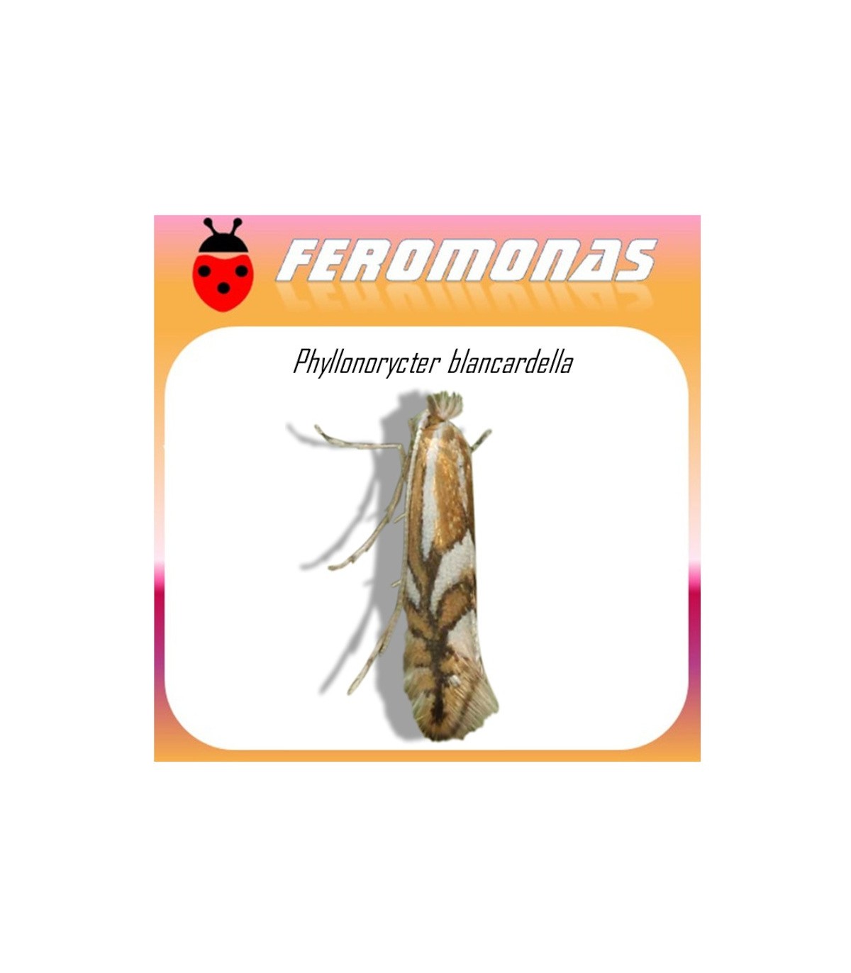 PHYLLONORYCTER BLANCARDELLA feromona minador de la hoja del manzano