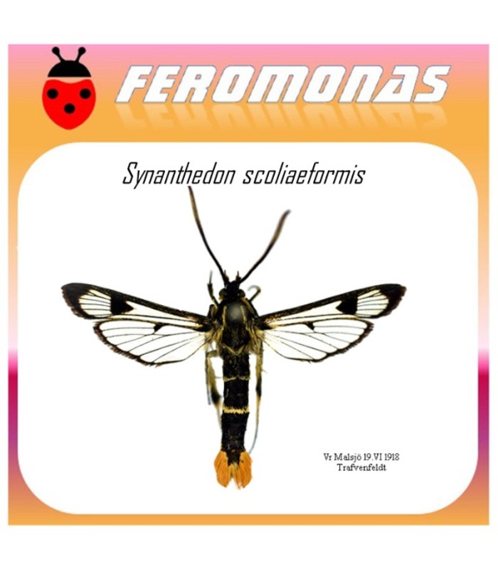 SYNANTHEDON SCOLIAEFORMIS feromona polilla galesa 45 dias