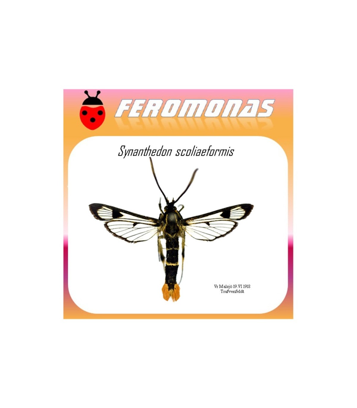 SYNANTHEDON SCOLIAEFORMIS feromona polilla galesa 45 dias