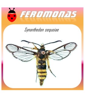 SYNANTHEDON SEQUOIAE feromona polilla de la resina de sequoia